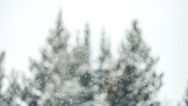 pine trees and snow