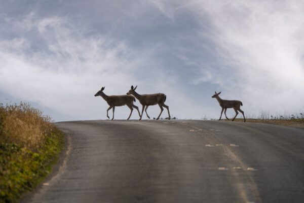 white tailed deer crossing road